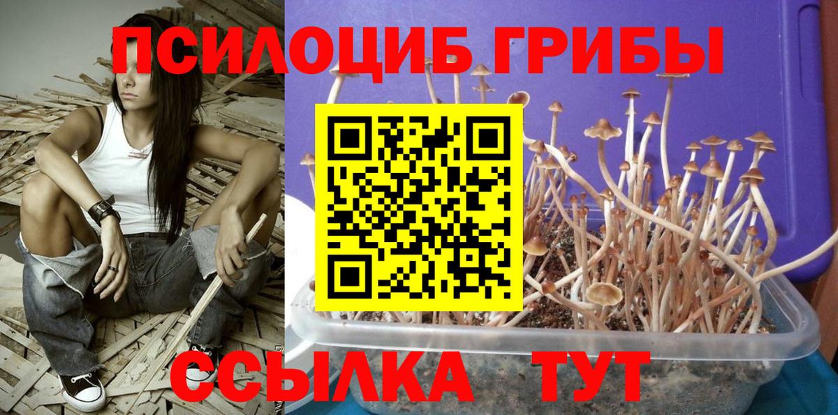 Псилоцибиновые грибы Новочебоксарск